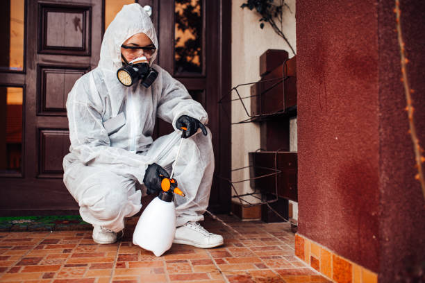 Reliable Wasp Removal contractor in North Bay Shore, NY by Show Me Pest Control